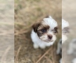 Small Photo #75 Shih Tzu Puppy For Sale in VENETA, OR, USA