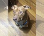 Small #18 American Pit Bull Terrier Mix