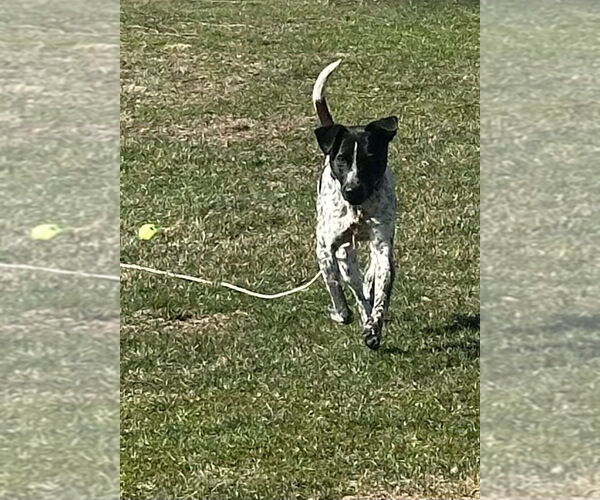 Medium Photo #9 Mutt Puppy For Sale in Garden City, NY, USA