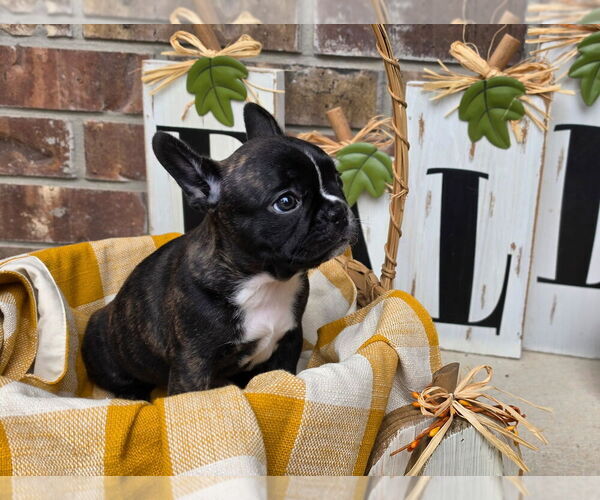 Medium Photo #7 French Bulldog Puppy For Sale in SAN ANTONIO, TX, USA