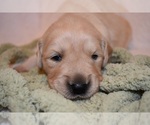 Small Photo #11 Golden Retriever Puppy For Sale in RICHMOND, TX, USA