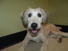 Small Photo #1 Soft Coated Wheaten Terrier Puppy For Sale in PATERSON, NJ, USA