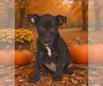 Henley 26/795 - Male American Pit Bull Terrier-Unknown Mix Dog for Adoption - Small photo