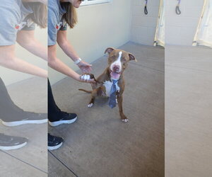 Mutt Dogs for adoption in McKinney, TX, USA