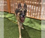 Small German Shepherd Dog Mix