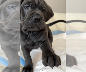 Cane Corso Puppy for sale in PORTER RANCH, CA, USA