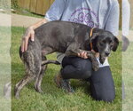 Small Photo #2 Coonhound-Unknown Mix Puppy For Sale in Huntley, IL, USA