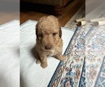 Small Photo #43 Aussiedoodle Puppy For Sale in ASHEVILLE, NC, USA