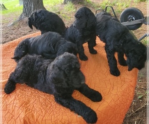 Goldendoodle Puppy for sale in BLANCHARD, MI, USA