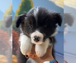 Small Photo #7 Border Collie Puppy For Sale in CAMAS, WA, USA