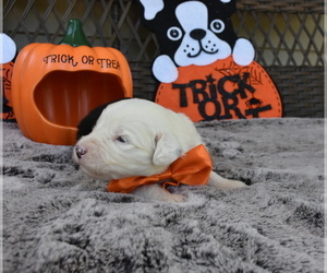 Old English Sheepdog Puppy for sale in MARIONVILLE, MO, USA