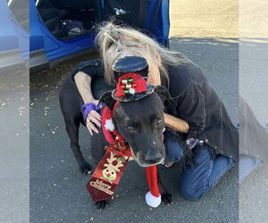 Labrador Retriever-Unknown Mix Dogs for adoption in San Diego, CA, USA