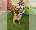 Small #1 Black Mouth Cur Mix