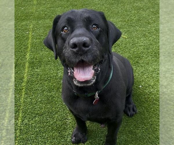 Medium Photo #9 Labrador Retriever Puppy For Sale in San Diego, CA, USA