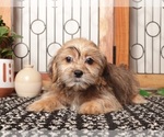 Puppy Dot Shorkie Tzu