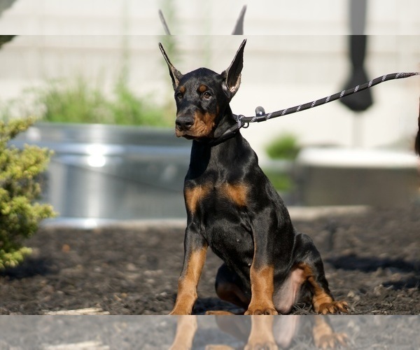 Medium Photo #44 Doberman Pinscher Puppy For Sale in WARSAW, IN, USA