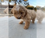 Small Photo #5 Maltipoo Puppy For Sale in APPLE VALLEY, CA, USA