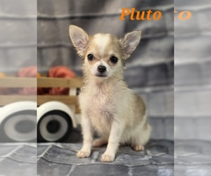 Chihuahua Puppy for sale in HOMERVILLE, GA, USA