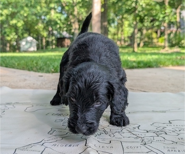 Medium Photo #31 Golden Mountain Doodle  Puppy For Sale in BROKEN ARROW, OK, USA