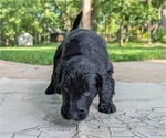 Small Photo #31 Golden Mountain Doodle  Puppy For Sale in BROKEN ARROW, OK, USA