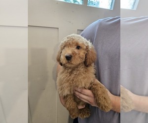 Goldendoodle (Miniature) Puppy for sale in EDWARDSVILLE, IL, USA