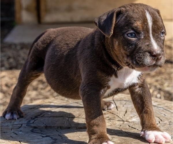 Medium Photo #4 American Bully Puppy For Sale in JURUPA VALLEY, CA, USA