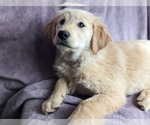 Small Photo #2 Golden Retriever Puppy For Sale in LEXINGTON, KY, USA