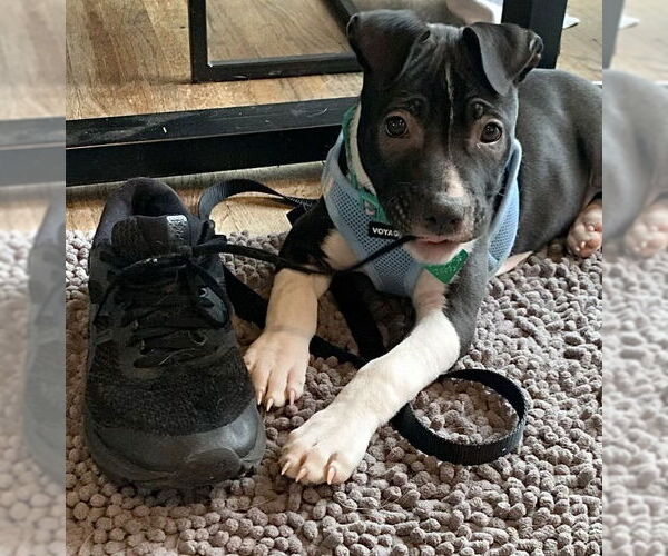 Medium Photo #8 American Pit Bull Terrier-Labrador Retriever Mix Puppy For Sale in Clarkston, MI, USA