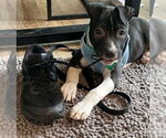 Small #7 American Pit Bull Terrier-Labrador Retriever Mix