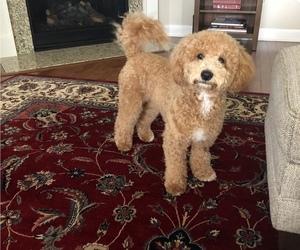 Goldendoodle (Miniature) Puppy for sale in ELGIN, SC, USA