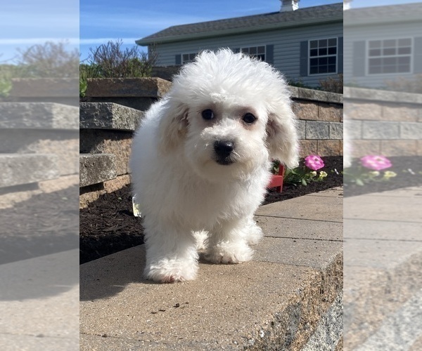 Medium Photo #3 Bichon Frise Puppy For Sale in CANOGA, NY, USA