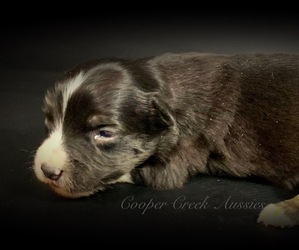 Miniature Australian Shepherd Puppy for sale in SMITHVILLE, AR, USA
