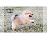 Small Photo #7 Pomeranian Puppy For Sale in CLARE, MI, USA