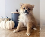 Small #1 Pomeranian