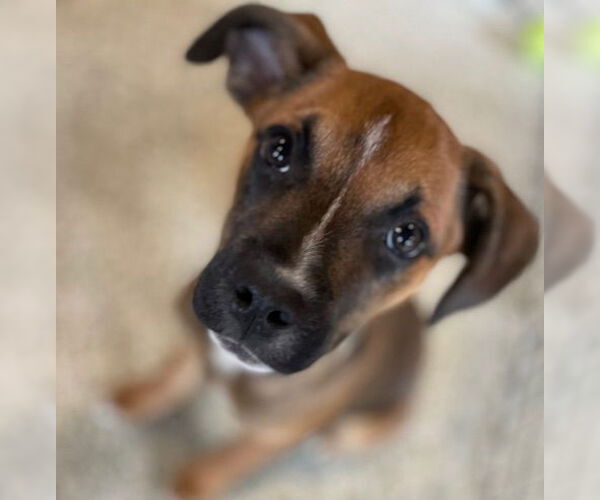 Medium Photo #1 Chihuahua-Unknown Mix Puppy For Sale in St. Louis Park, MN, USA