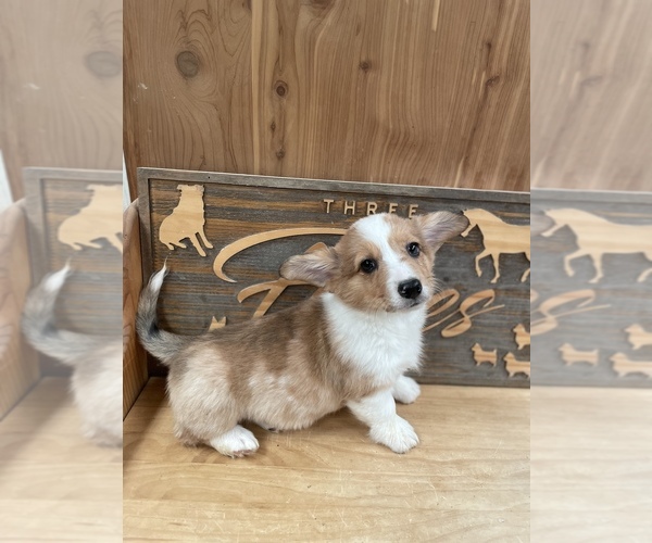 Medium Photo #2 American Corgi Puppy For Sale in SANDY VALLEY, NV, USA