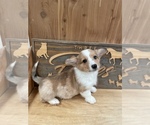 Small #1 American Corgi