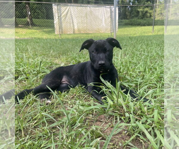 Medium Photo #7 Mutt Puppy For Sale in Shermans Dale, PA, USA