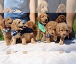 Small Photo #52 Goldendoodle Puppy For Sale in TIMBERLAKE, NC, USA