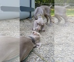 Small Photo #13 Weimaraner Puppy For Sale in BLOOMINGTON, IN, USA