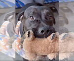 Small #7 Labrador Retriever Mix