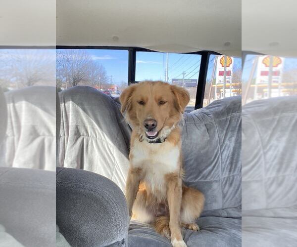 Medium Photo #2 Border Collie-Golden Retriever Mix Puppy For Sale in McDonough, GA, USA