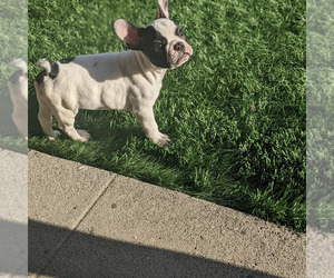 French Bulldog Puppy for sale in HUNTINGTON PARK, CA, USA