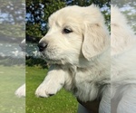 Small Photo #6 English Cream Golden Retriever Puppy For Sale in WOOSTER, OH, USA