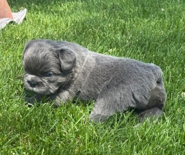 Medium Photo #4 French Bulldog Puppy For Sale in HELENA, MT, USA