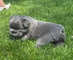 Small #3 French Bulldog