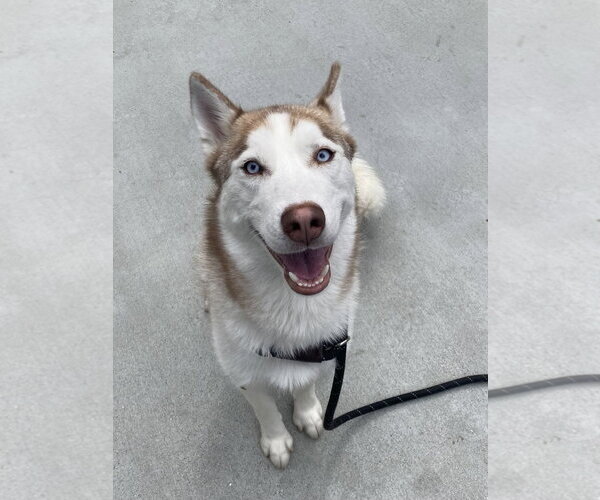 Medium Photo #2 Siberian Husky Puppy For Sale in Salinas, CA, USA