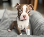 Puppy 0 Boston Terrier
