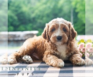 Cavapoo (Miniature) Puppy for sale in DORNSIFE, PA, USA
