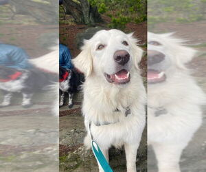 Howie - Male Great Pyrenees Dog for Adoption - Photo #2